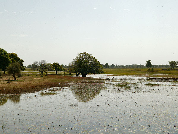 våtmark